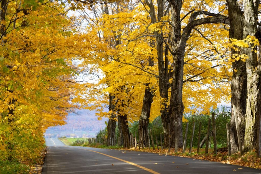 Route bordée d’arbres en automne : le technicien se déplace pour la réparation électroménager à domicile